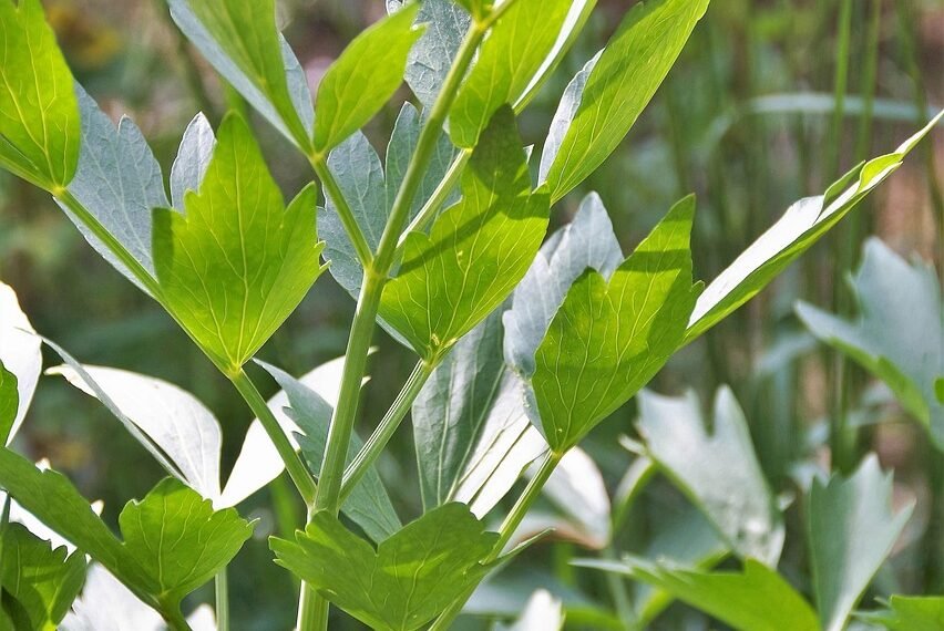 gdzie można kupić lubczyk margonem