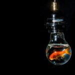 Ile kosztuje pirania do akwarium