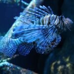 Ile kosztuje krewetka do akwarium