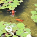 Ile kosztuje akwarium dla aksolotla