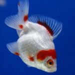 Ile kosztuje rybka Nemo do akwarium