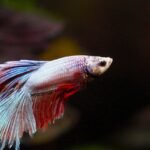 Ile kosztuje krab do akwarium