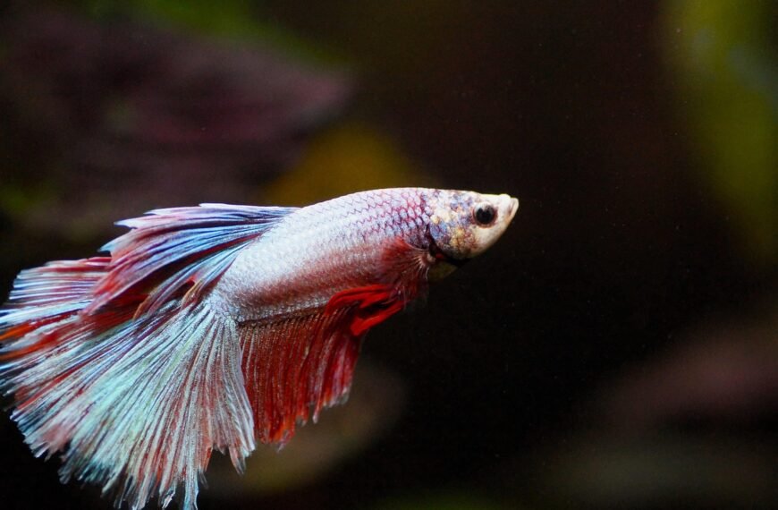 Ile kosztuje krab do akwarium