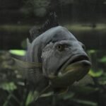 Ile kosztuje żółw do akwarium