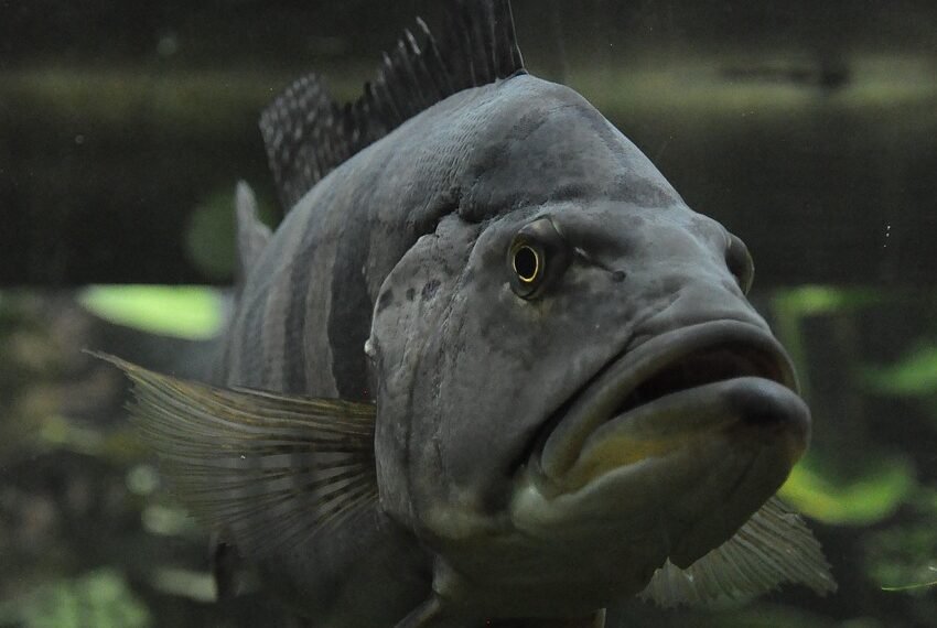 Ile kosztuje żółw do akwarium