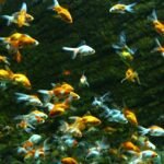 Ile kosztuje akwarium dla żółwia