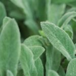 Ile kosztuje żółw do akwarium wodno lądowego