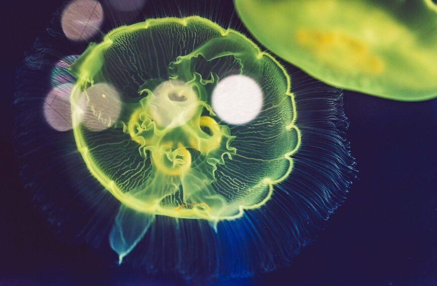 Ile kosztuje błazenek do akwarium