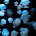 Ile kosztuje glonojad do akwarium