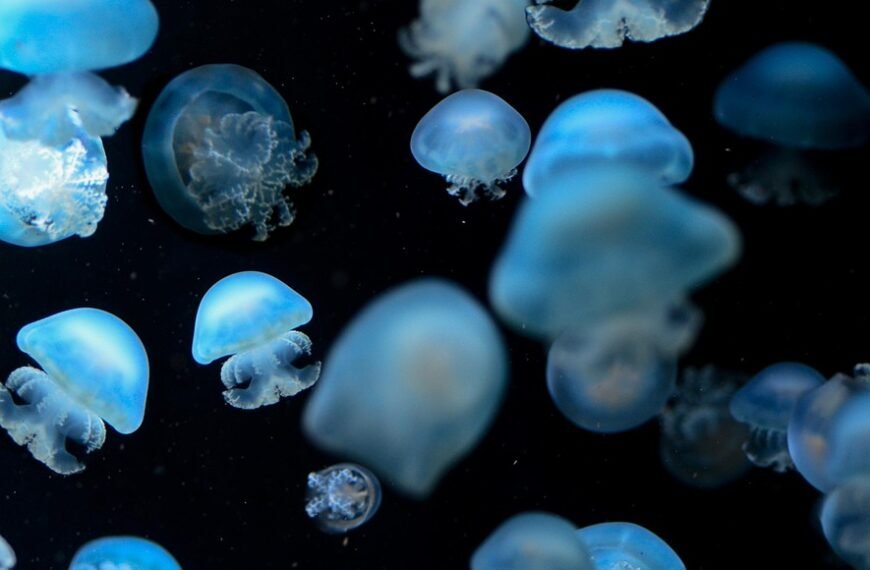 Ile kosztuje glonojad do akwarium