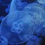 Ile kosztuje meduza do akwarium