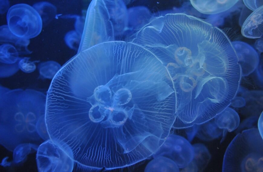 Ile kosztuje meduza do akwarium