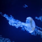 Ile kosztuje aksolotl do akwarium