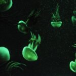 Ile kosztuje żywa ośmiornica do akwarium