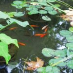 Ile kosztuje rybka z akwarium