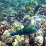 Ile kosztuje akwarium dla jednej rybki