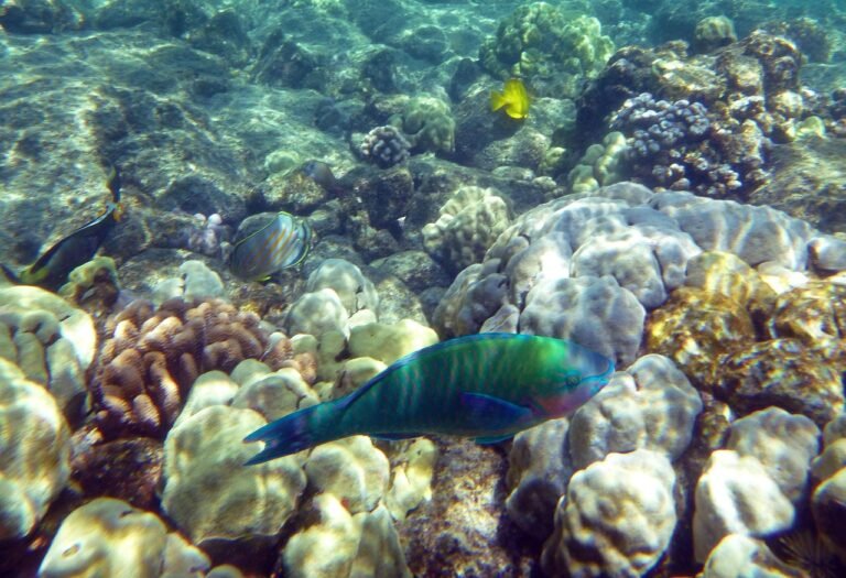 Ile kosztuje akwarium dla jednej rybki