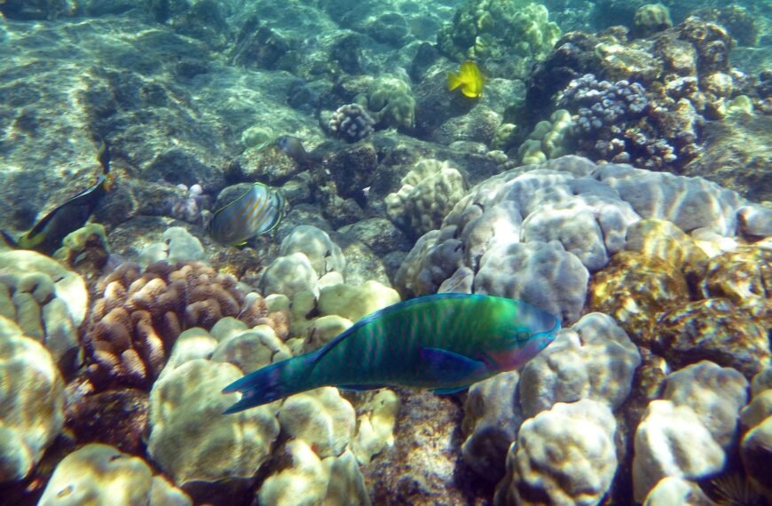 Ile kosztuje akwarium dla jednej rybki