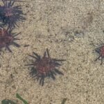 Ile kosztuje akwarium 20l