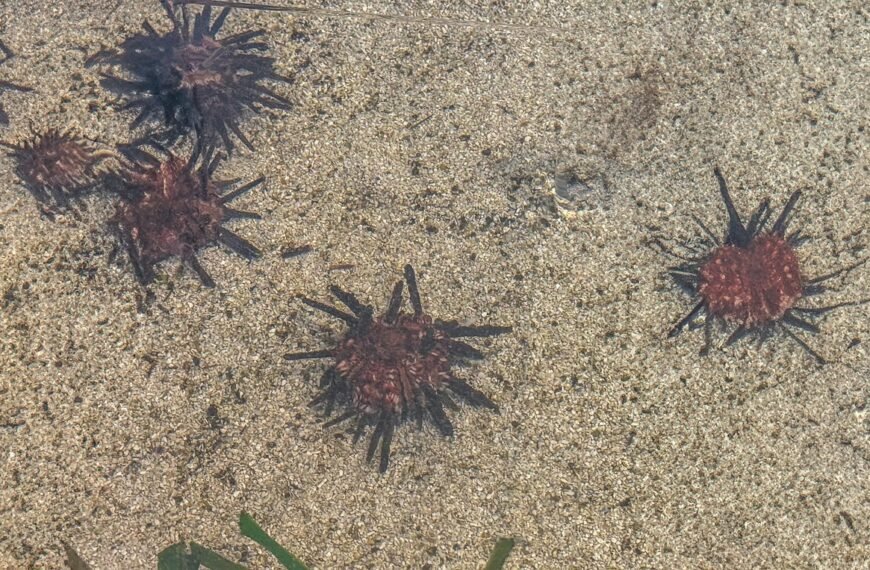 Ile kosztuje akwarium 20l