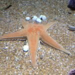 Ile kosztuje akwarium 15l