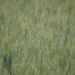 Ile mąki do gulaszu