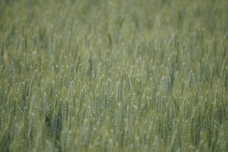 Ile mąki do gulaszu