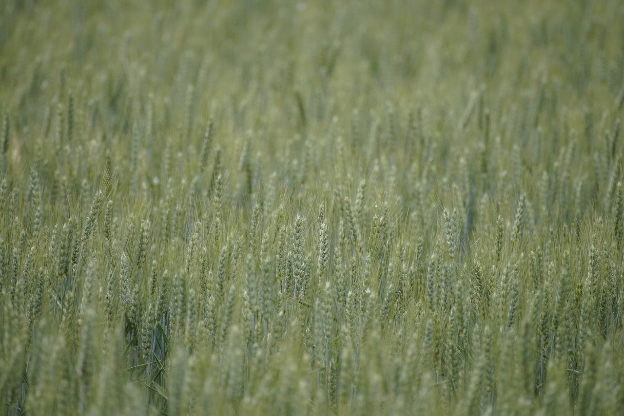 Ile mąki do gulaszu