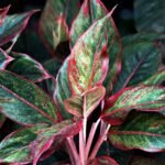 Jaka szminka do srebrnej sukienki